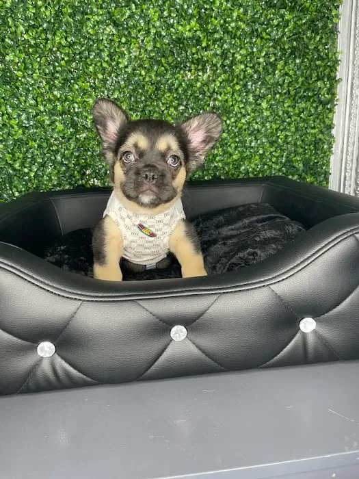 Tiny Paws Teacup & Toy Puppy Boutique Picture 2