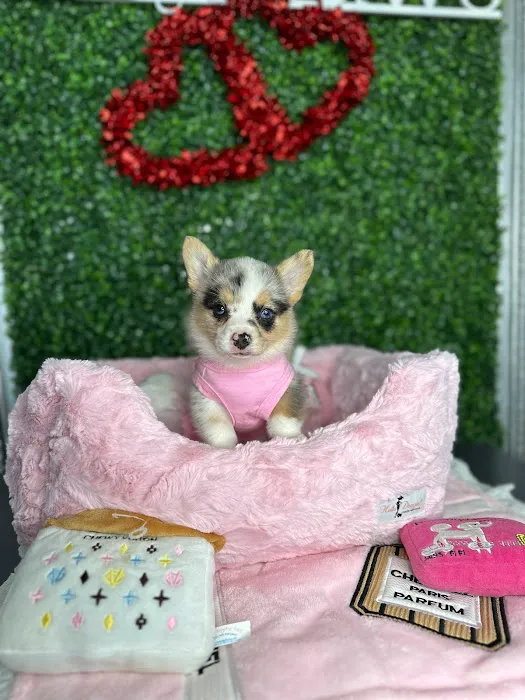 Tiny Paws Teacup & Toy Puppy Boutique Picture 6