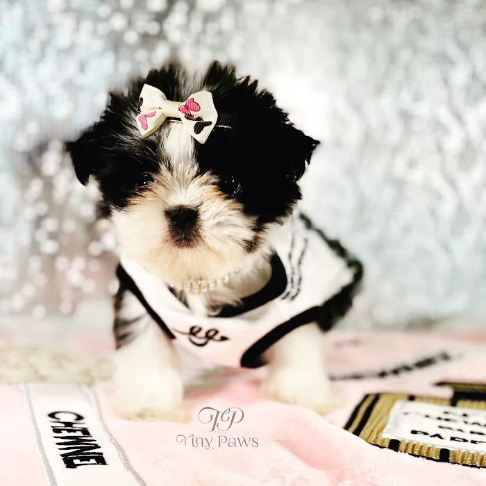 Tiny Paws Teacup & Toy Puppy Boutique Picture 4