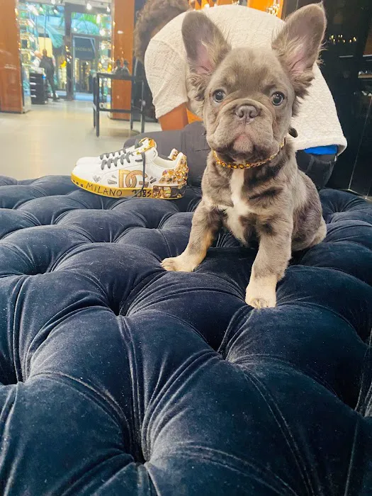 Tiny Paws Teacup & Toy Puppy Boutique Picture 5
