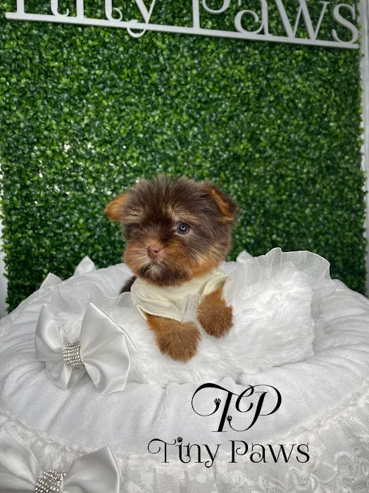 Tiny Paws Teacup & Toy Puppy Boutique Picture 7
