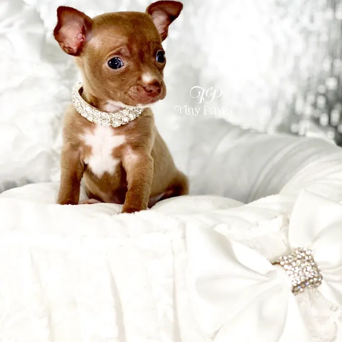 Tiny Paws Teacup & Toy Puppy Boutique Picture 8