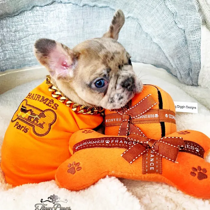 Tiny Paws Teacup & Toy Puppy Boutique Picture 10
