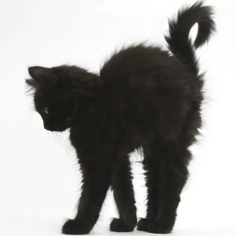 Bath Animal Hospital Picture 7