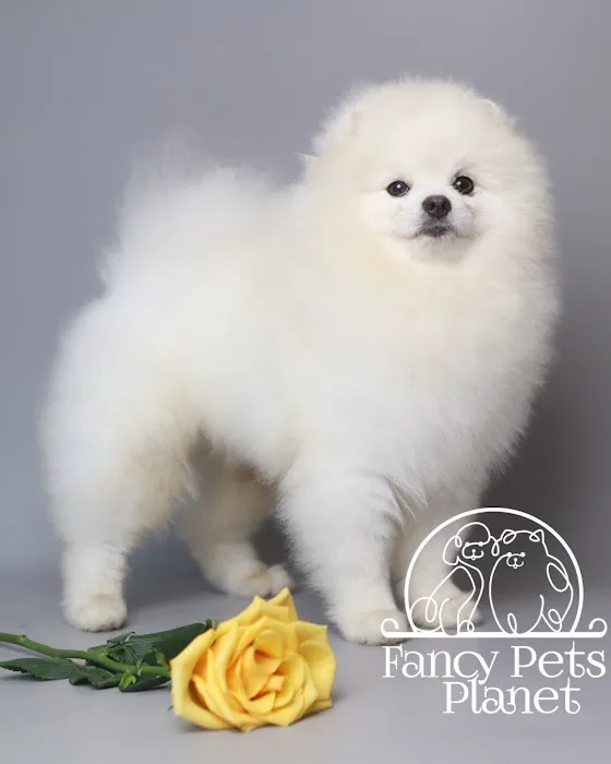 Fancy Pets Planet Picture 3