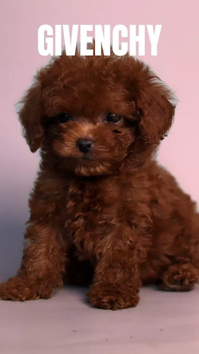 Fancy Pets Planet Picture 6