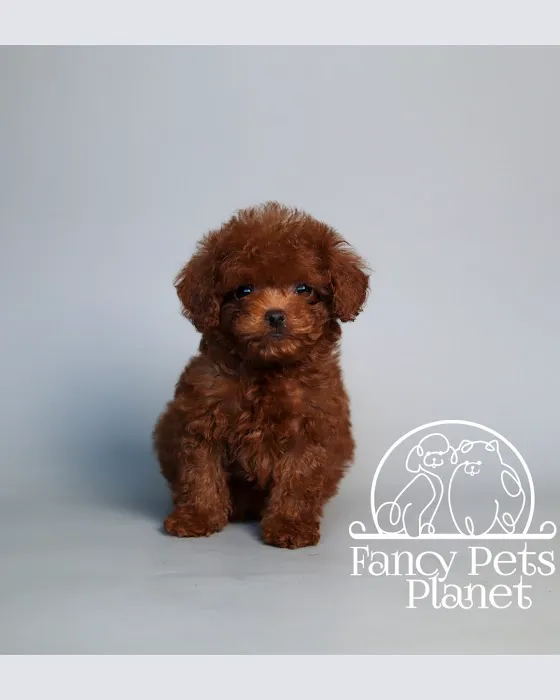 Fancy Pets Planet Picture 4