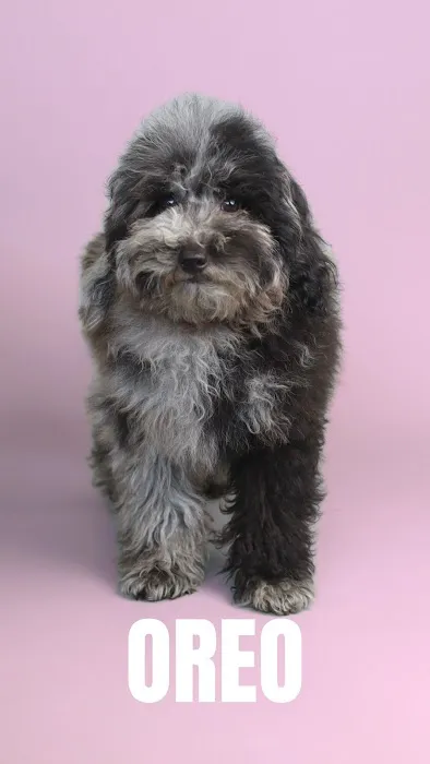 Fancy Pets Planet Picture 5