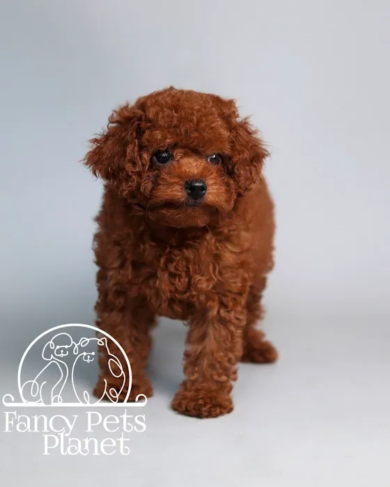 Fancy Pets Planet Picture 10