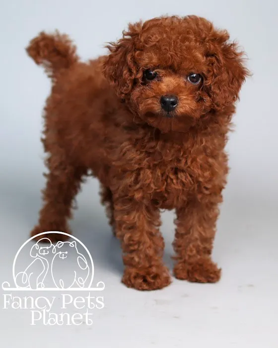 Fancy Pets Planet Picture 9