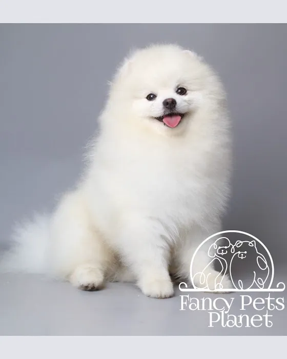 Fancy Pets Planet Picture 8