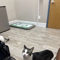 Greenwood Veterinary Care ico
