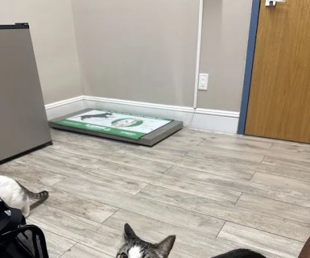Greenwood Veterinary Care