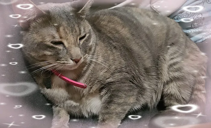 Greenwood Veterinary Care Picture 8
