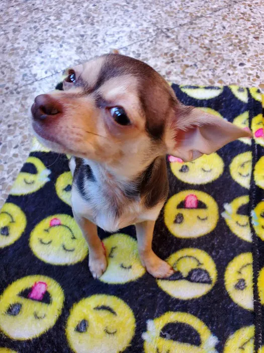 Pet Haven Animal Hospital Picture 3