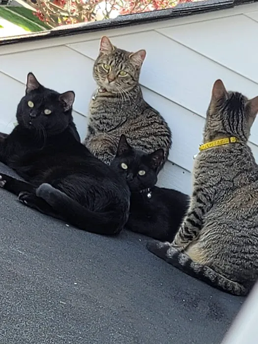 Pet Haven Animal Hospital Picture 4