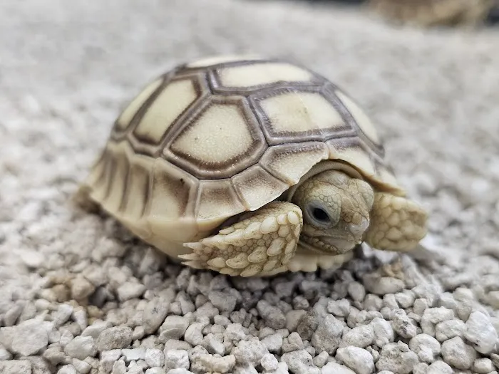 Rey Pet Shop Picture 7