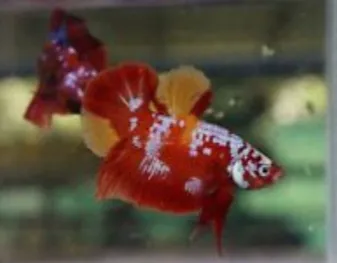 ERMES PET SHOP Picture 3