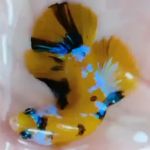 ERMES PET SHOP