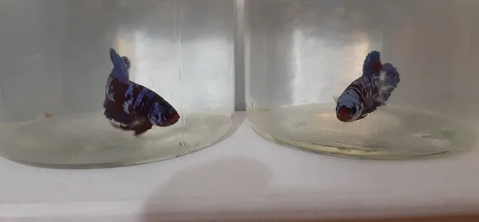 ERMES PET SHOP Picture 2