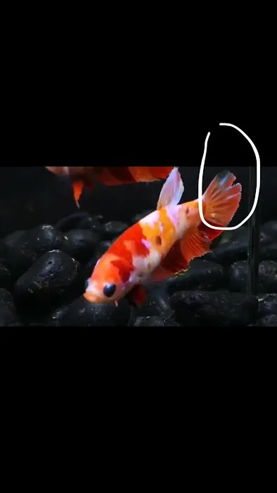 ERMES PET SHOP Picture 4