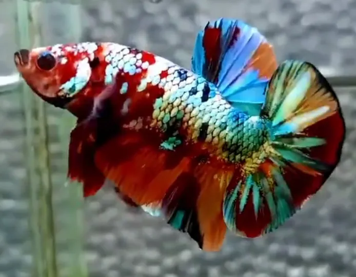 H & E Pet Shop Picture 4