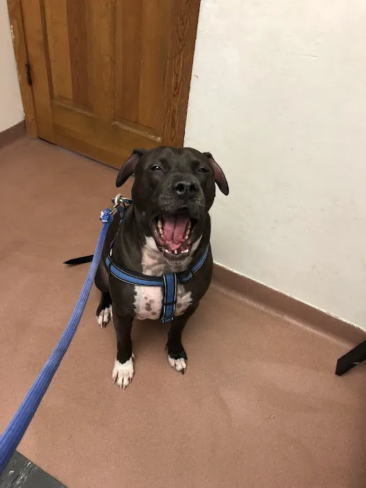 Scranton Animal Hospital Picture 2