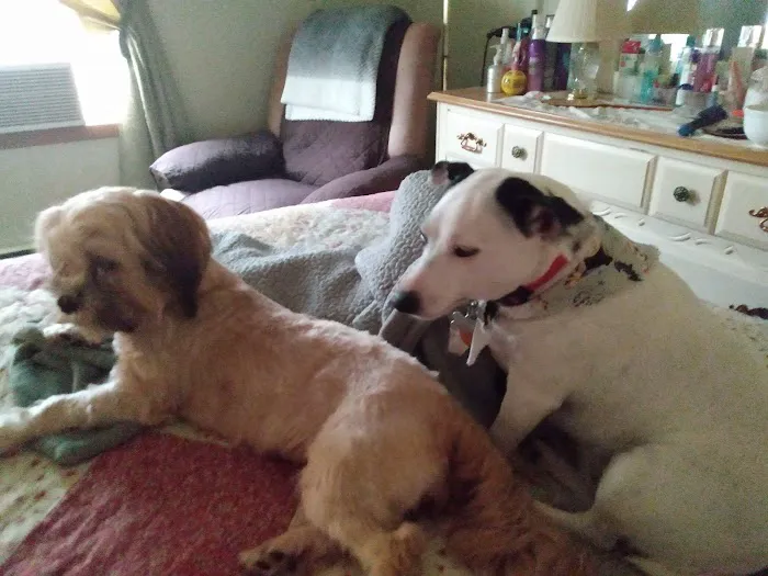 Scranton Animal Hospital Picture 8