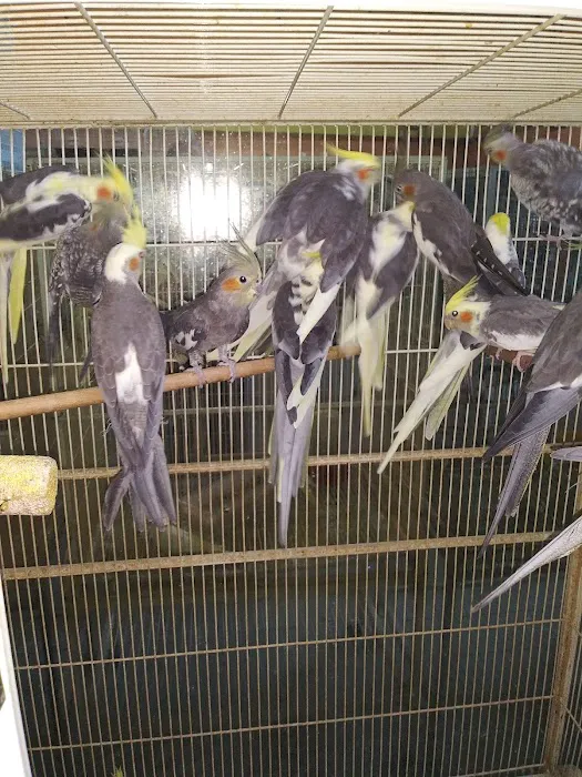 Neighborhood Petshop II Picture 4