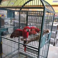 Neighborhood Petshop II ico