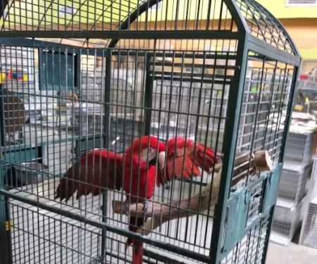 Neighborhood Petshop II