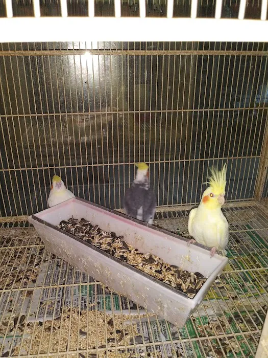 Neighborhood Petshop II Picture 8