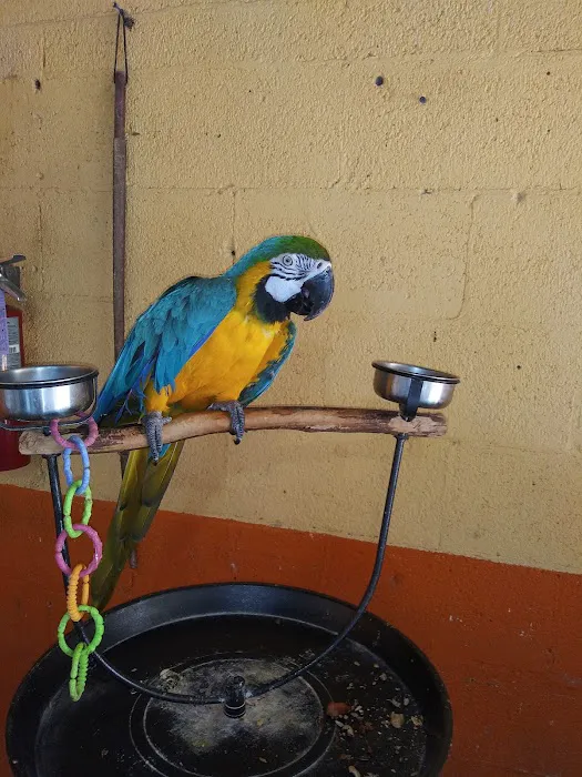 Neighborhood Petshop II Picture 9
