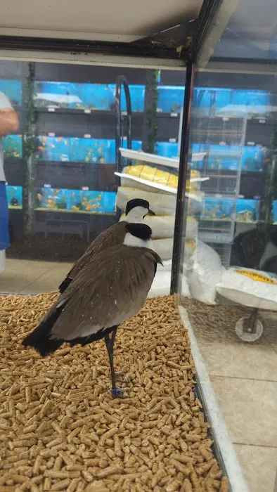 Neighborhood Petshop II Picture 10