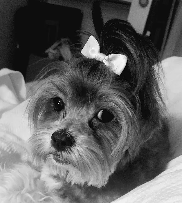 Dr Paws Inc Picture 10