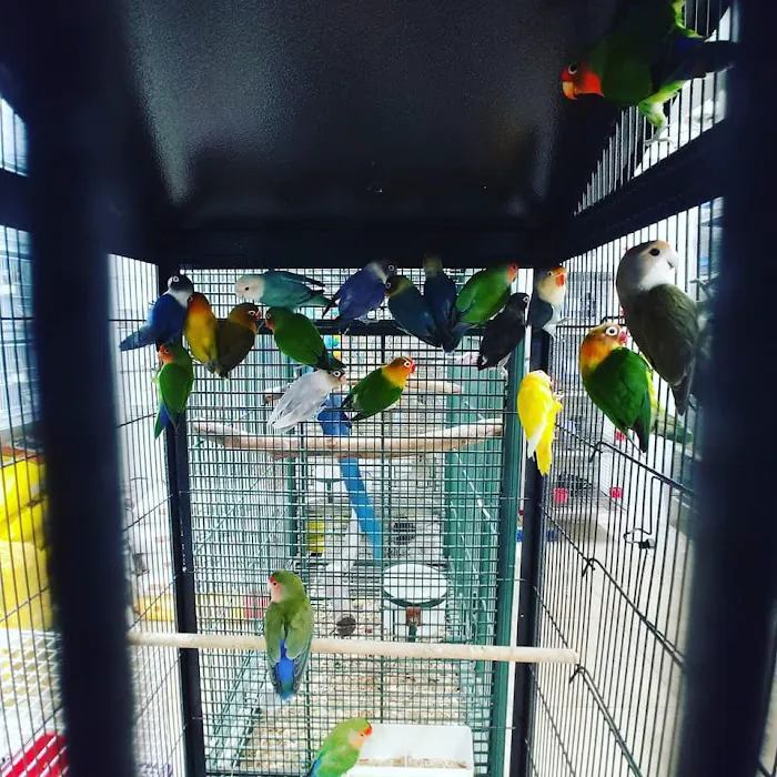Cacique Petshop W 29st Picture 3
