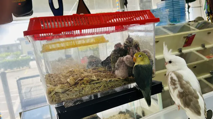 Cacique Petshop W 29st Picture 1