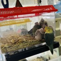 Cacique Petshop W 29st ico