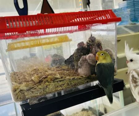 Cacique Petshop W 29st