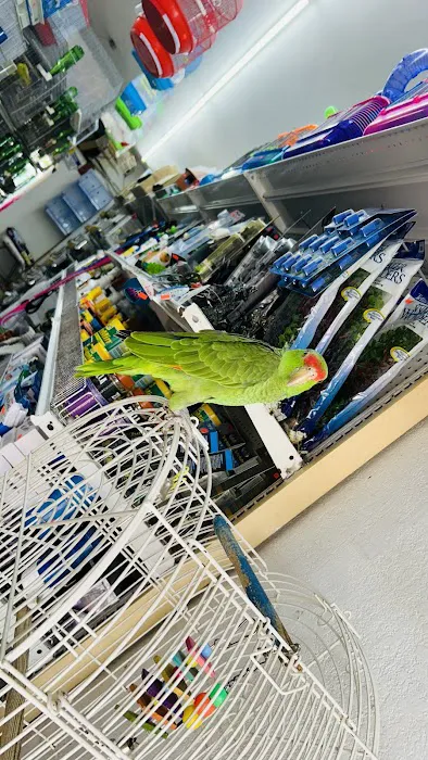 Cacique Petshop W 29st Picture 4