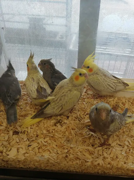 Cacique Petshop W 29st Picture 5