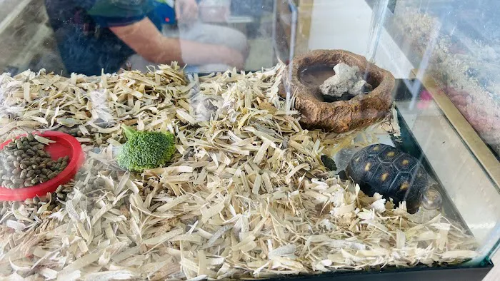 Cacique Petshop W 29st Picture 7