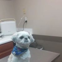 Justus Veterinary Clinic ico