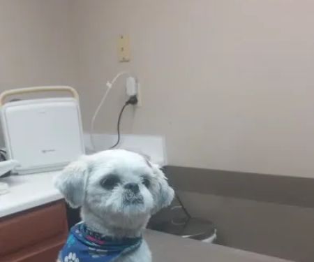 Justus Veterinary Clinic