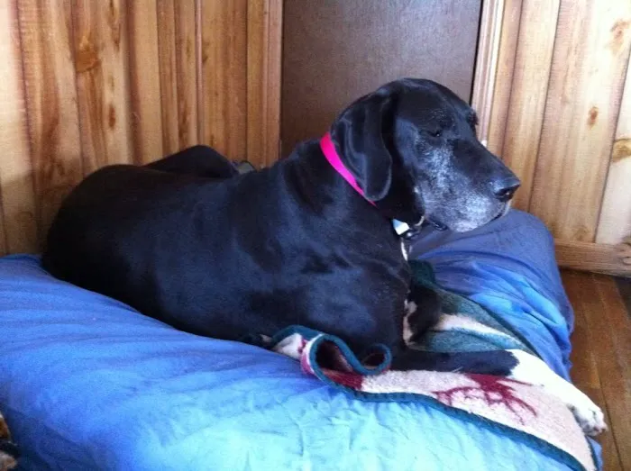 Justus Veterinary Clinic Picture 6