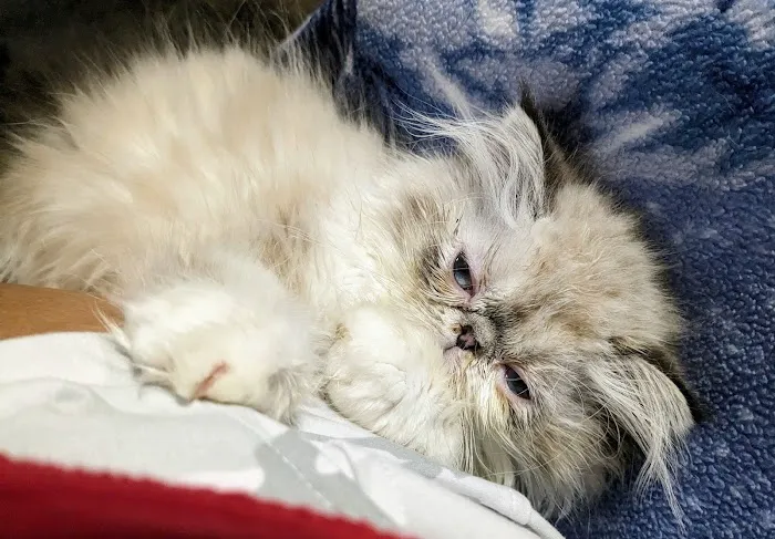 Justus Veterinary Clinic Picture 7