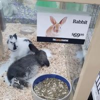Pet Supermarket ico