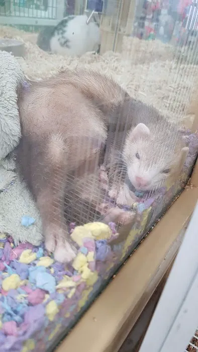 Pet Supermarket Picture 6