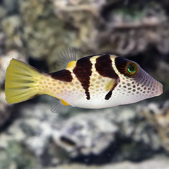 Frank Aquariums Picture 10