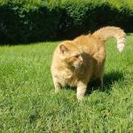 Abington Veterinary Center